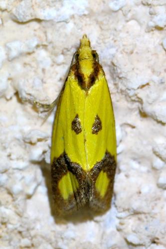 Agapeta zoegana